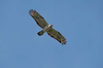 Crested Honey Buzzard Shirakaba-touge Fri, 9/15/2017