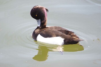 キンクロハジロ 長浜公園 2022年2月22日(火)