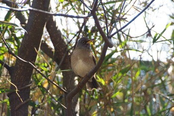 シロハラ 長浜公園 2022年2月22日(火)