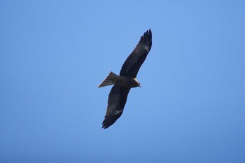 トビ 長浜公園 2022年2月22日(火)