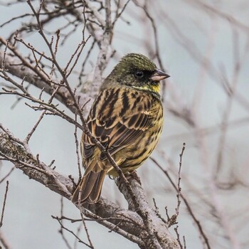 Masked Bunting 武庫川 Fri, 2/18/2022