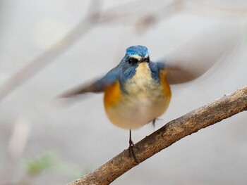 Red-flanked Bluetail 西宮市 広田山公園 Mon, 2/21/2022