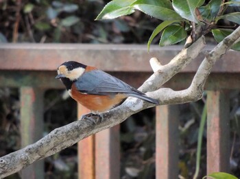 2022年2月21日(月) 高尾山の野鳥観察記録