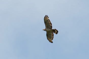 Crested Honey Buzzard Unknown Spots Fri, 9/15/2017