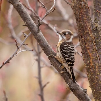 Japanese Pygmy Woodpecker 奈良県 Sat, 2/19/2022