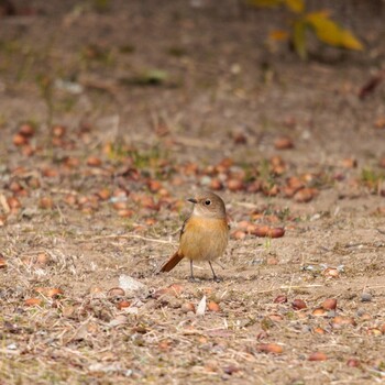 Daurian Redstart 奈良県 Sat, 2/19/2022