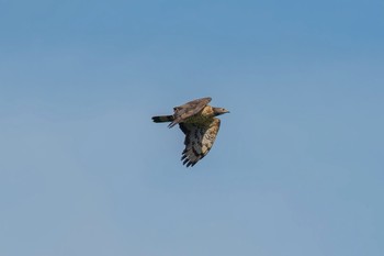 Crested Honey Buzzard Shirakaba-touge Fri, 9/15/2017