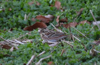 Rustic Bunting 本郷農村公園(深谷市) Sun, 1/2/2022