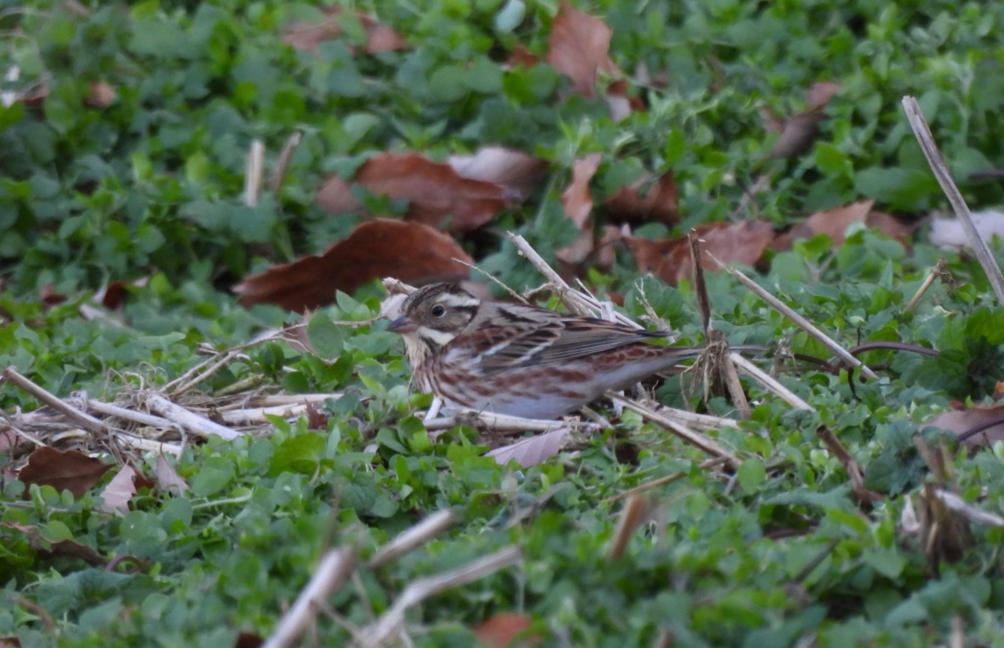 Photo of Rustic Bunting at 本郷農村公園(深谷市) by 日本野鳥撮影の旅