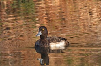 キンクロハジロ 本郷農村公園(深谷市) 2022年1月2日(日)