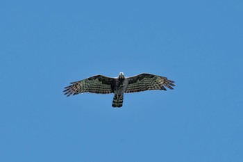 Crested Honey Buzzard Shirakaba-touge Fri, 9/15/2017