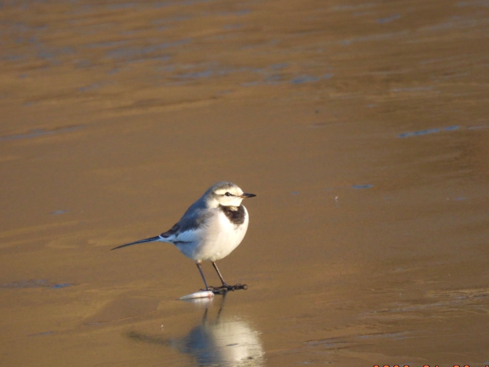 Photo of White Wagtail at 本郷農村公園(深谷市) by 日本野鳥撮影の旅