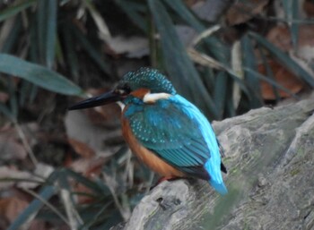 Common Kingfisher 本郷農村公園(深谷市) Sun, 1/2/2022