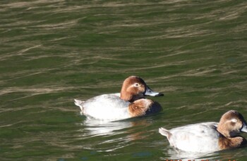 Sat, 1/8/2022 Birding report at 円良田湖