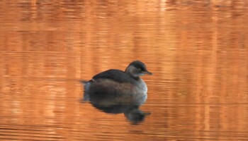 カイツブリ 本郷農村公園(深谷市) 2022年1月2日(日)