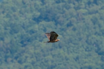 Crested Honey Buzzard Shirakaba-touge Fri, 9/15/2017