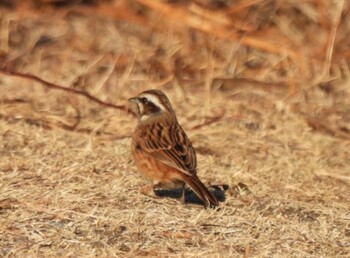 2022年1月20日(木) 大麻生野鳥の森公園の野鳥観察記録