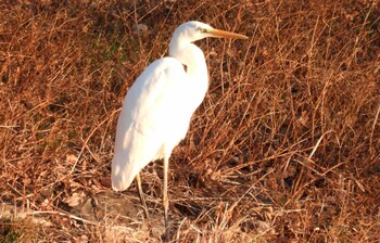 Great Egret 本郷農村公園(深谷市) Sun, 1/16/2022