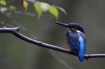 Common Kingfisher Unknown Spots Wed, 9/20/2017