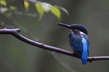 カワセミ 場所が不明 2017年9月20日(水)