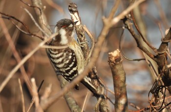 Japanese Pygmy Woodpecker Watarase Yusuichi (Wetland) Sat, 1/22/2022
