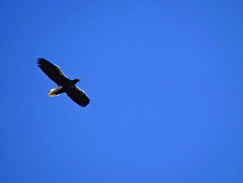 2016年2月28日(日) 湖北野鳥センターの野鳥観察記録