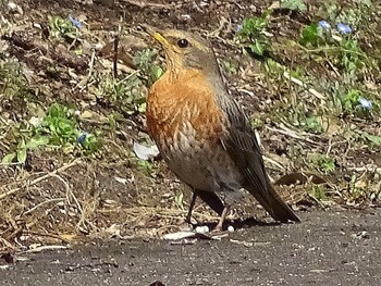 2016年3月21日(月) 祖父江ワイルドネイチャー緑地の野鳥観察記録