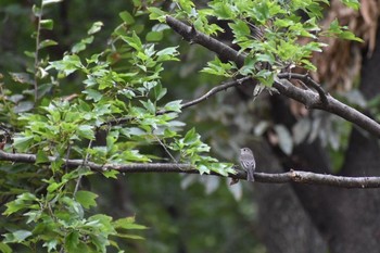 Asian Brown Flycatcher Unknown Spots Wed, 9/20/2017