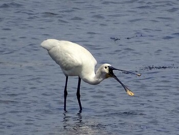 2016年4月23日(土) 三重県松阪市の野鳥観察記録