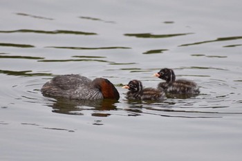 Little Grebe Unknown Spots Wed, 9/20/2017