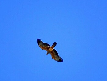 2016年9月24日(土) 伊良湖岬の野鳥観察記録