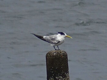 Fri, 9/30/2016 Birding report at 愛知県田原市