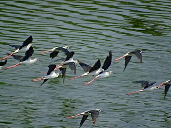 2016年9月30日(金) 愛知県西尾市の野鳥観察記録