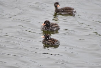 Little Grebe Unknown Spots Wed, 9/20/2017