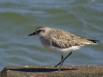 2016年11月12日(土) 三重県松阪市の野鳥観察記録