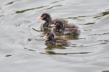 Little Grebe Unknown Spots Wed, 9/20/2017