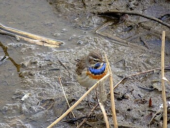 2017年2月11日(土) 名古屋市の野鳥観察記録