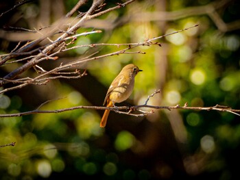 Daurian Redstart 小山内裏公園 Wed, 2/2/2022