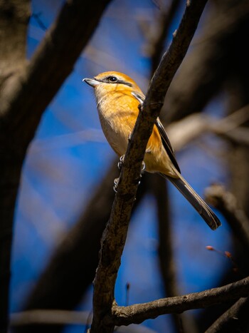 Bull-headed Shrike 小山内裏公園 Wed, 2/2/2022