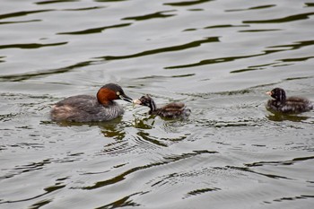 Little Grebe Unknown Spots Wed, 9/20/2017