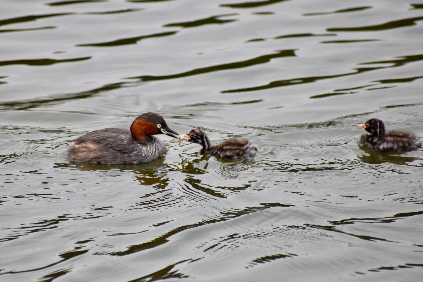 Photo of Little Grebe at  by ヨウコ