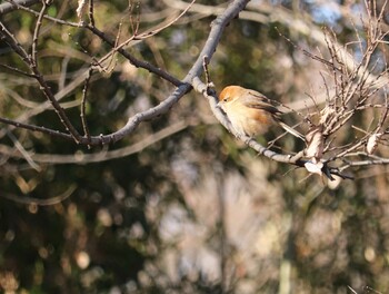 2022年2月21日(月) 秋ヶ瀬公園の野鳥観察記録