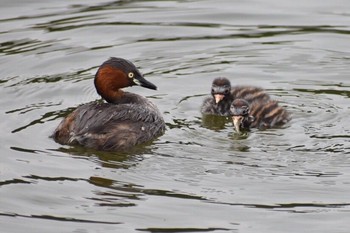 Little Grebe Unknown Spots Wed, 9/20/2017