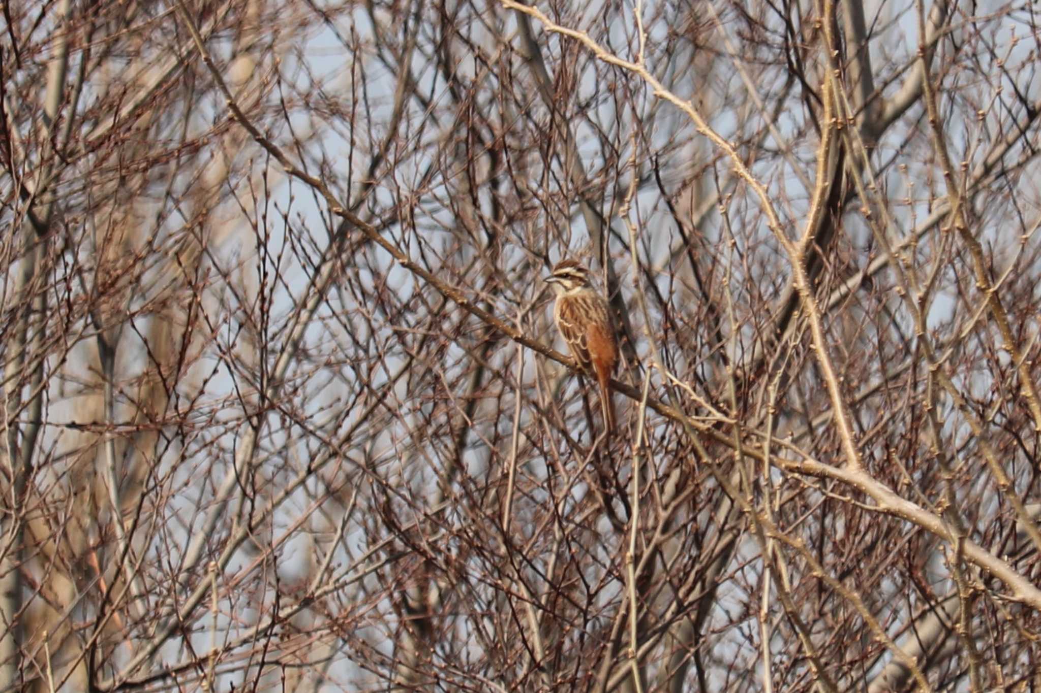 Photo of Rustic Bunting at 芝川第一調節池(芝川貯水池) by ジンジャー