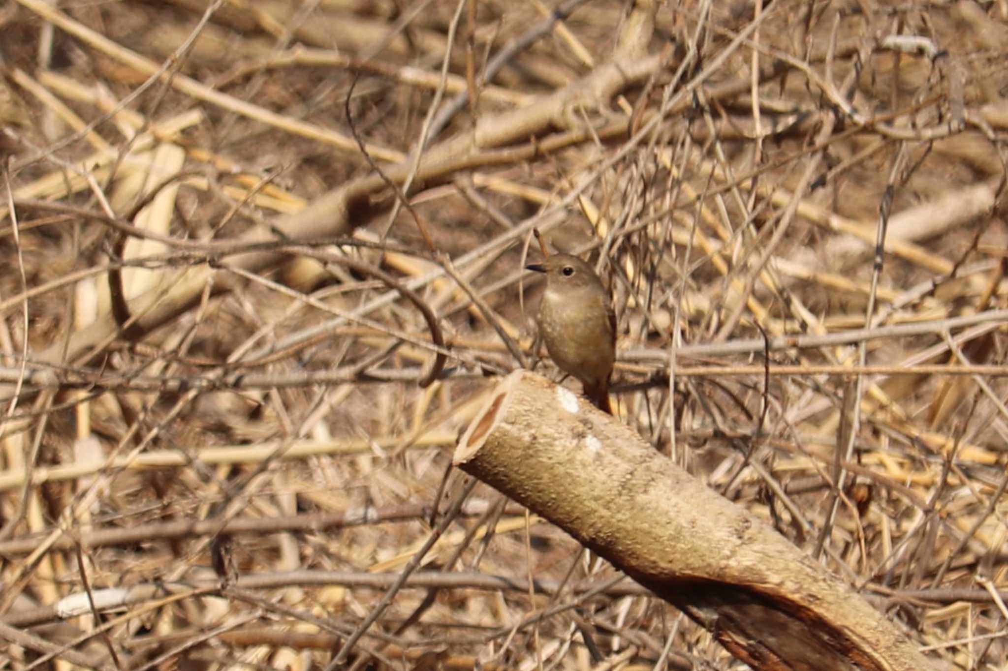 Daurian Redstart