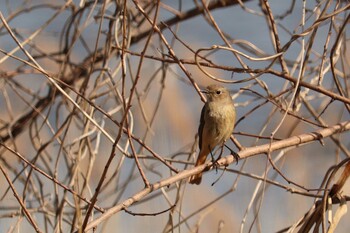 2021年3月11日(木) 芝川第一調節池(芝川貯水池)の野鳥観察記録