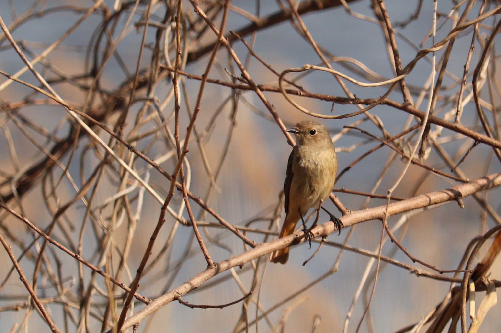 Photo of Daurian Redstart at 芝川第一調節池(芝川貯水池) by ジンジャー