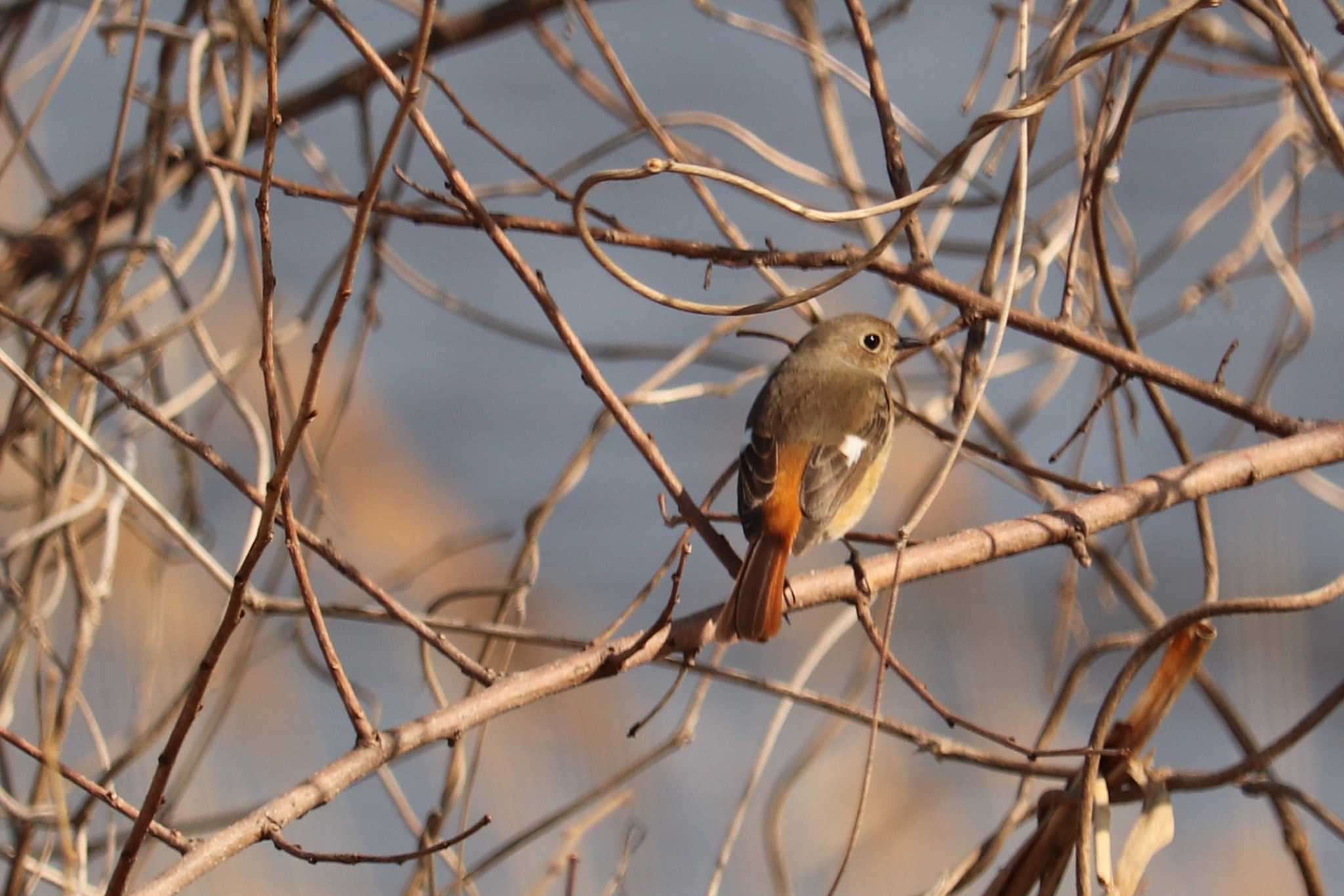 Photo of Daurian Redstart at 芝川第一調節池(芝川貯水池) by ジンジャー