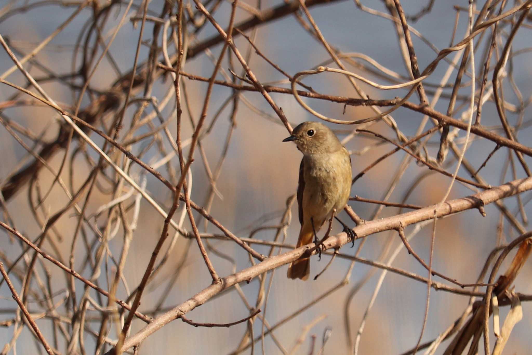 Photo of Daurian Redstart at 芝川第一調節池(芝川貯水池) by ジンジャー