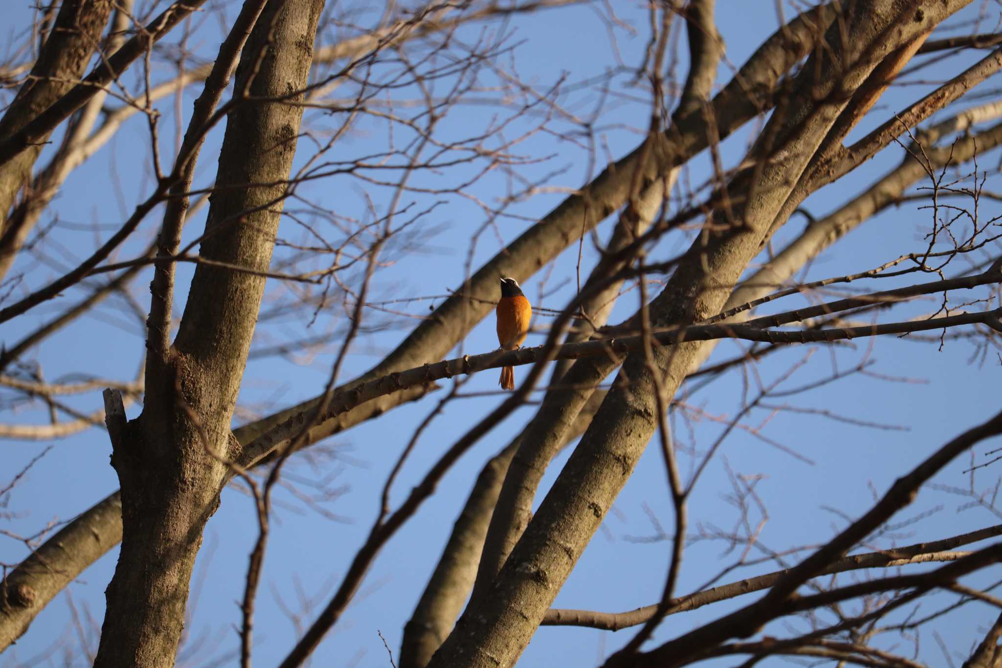 Daurian Redstart